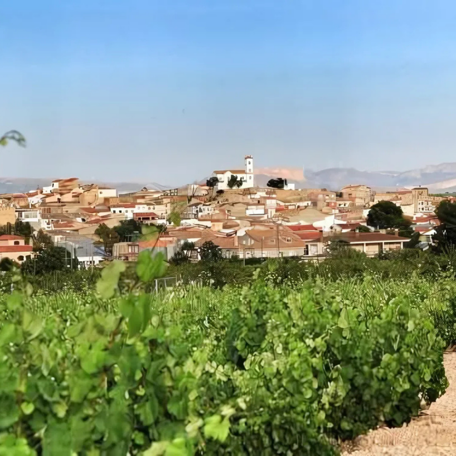 DO Jumilla blanco
