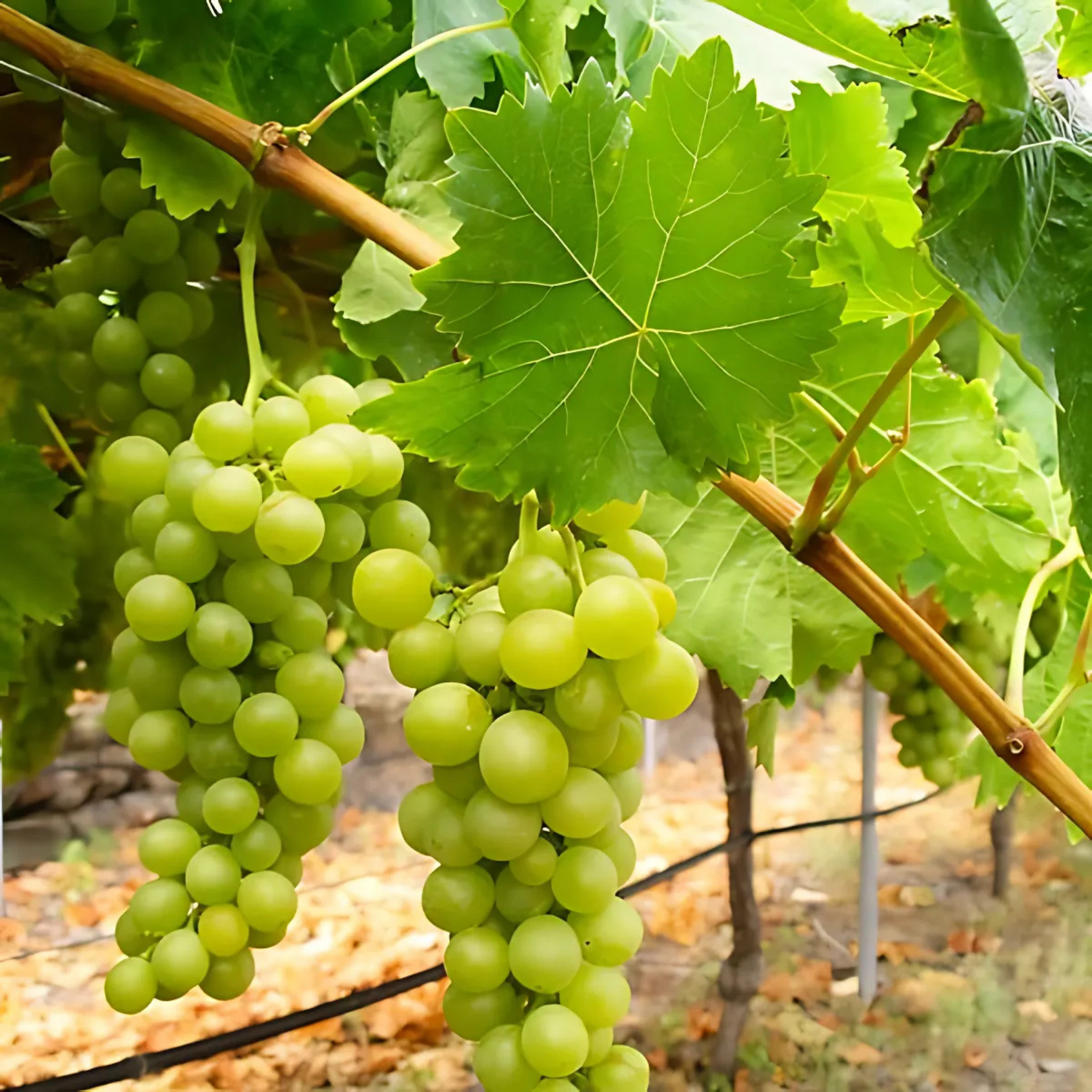 Vino Moscatel