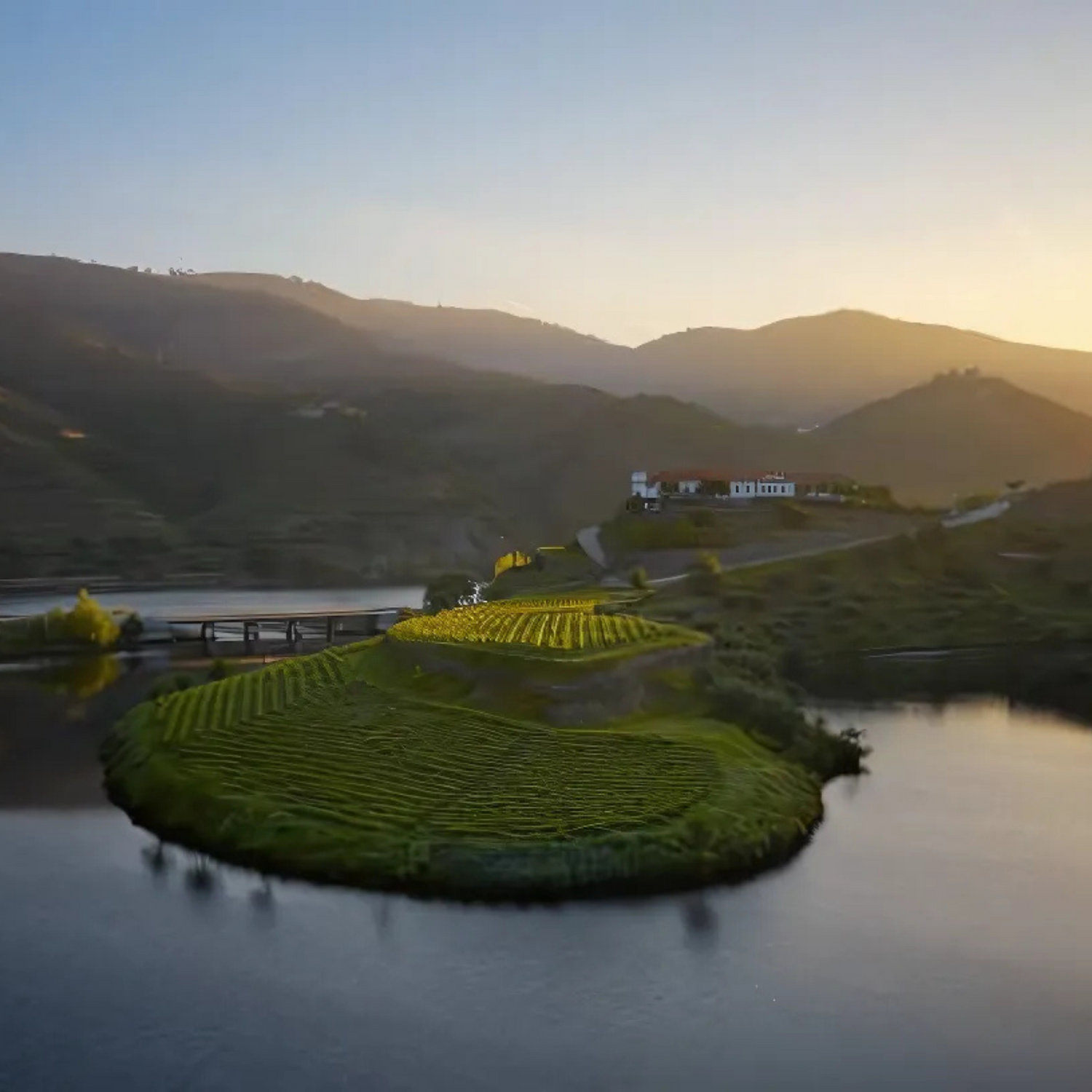 DO Ribera del Duero blanco