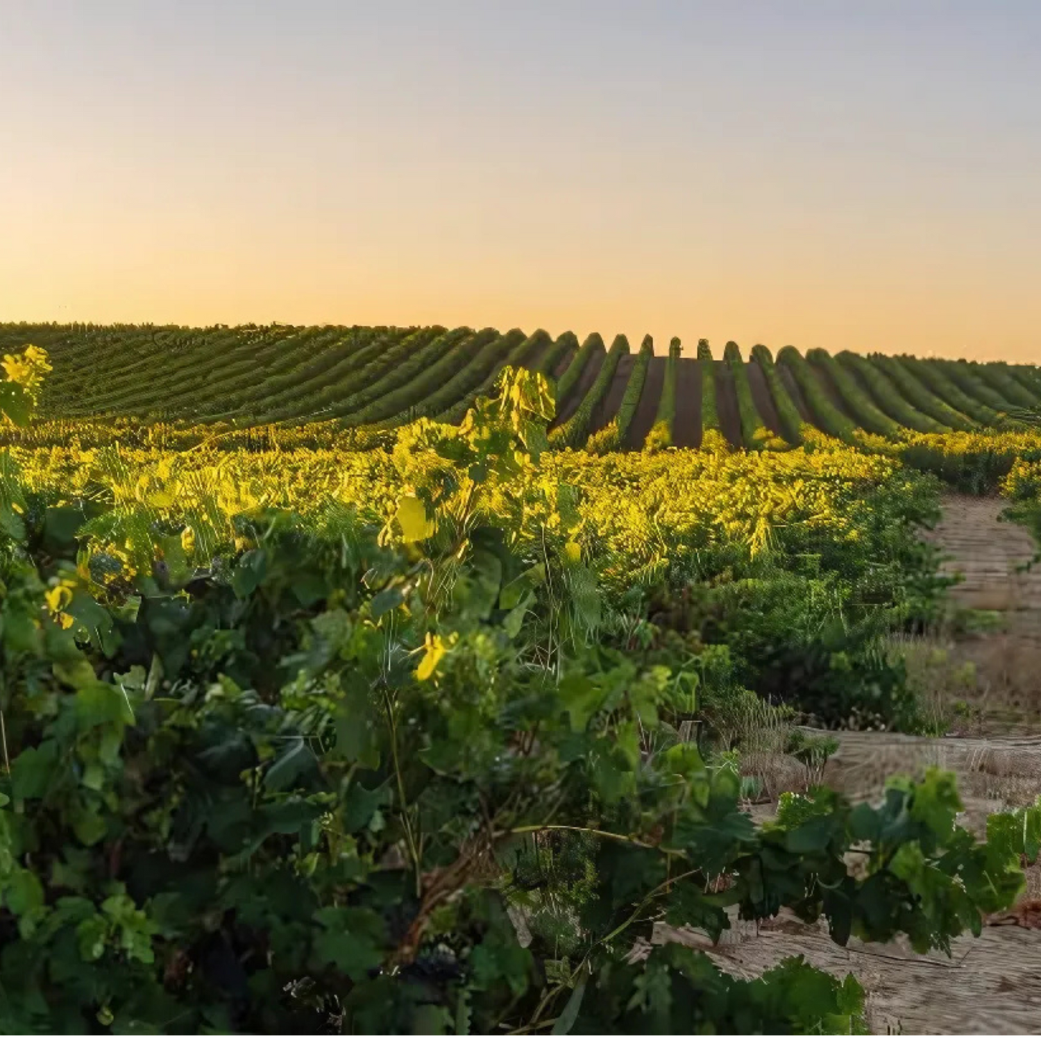 DO Rioja blanco